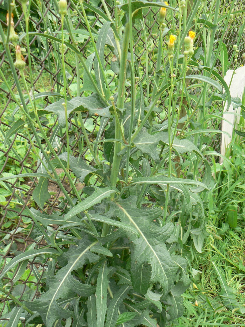 Изображение особи Sonchus arvensis.