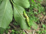 Fraxinus excelsior. Лист с галлом Psyllopsis sp. (вид снизу). Краснодарский край, Абинский р-н, ст-ца Холмская, окраина леса. 12.05.2020.