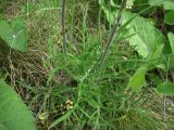 Смотреть изображение Jurinea cretacea