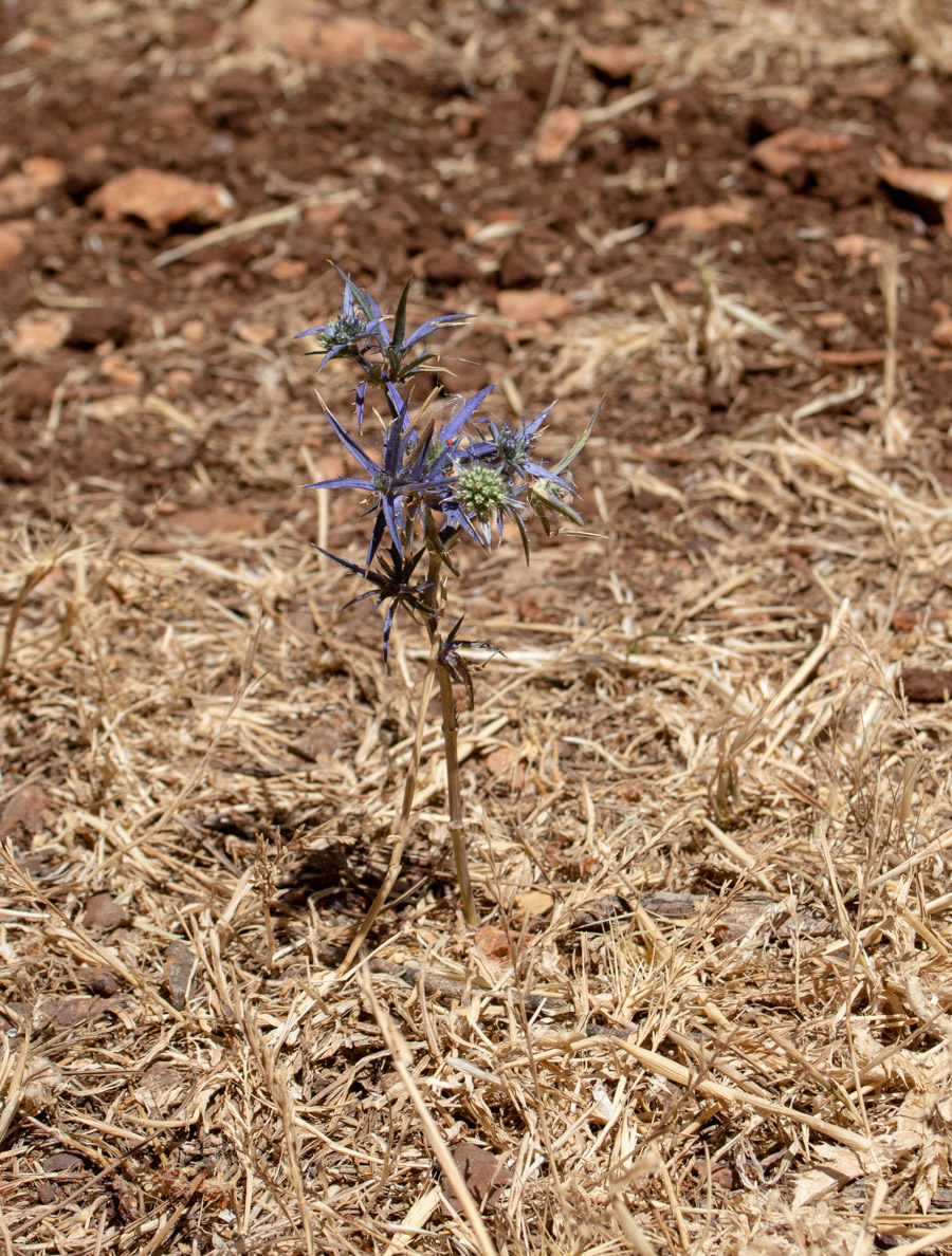 Image of Eryngium creticum specimen.