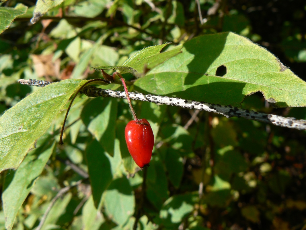 Image of Lonicera maximowiczii specimen.