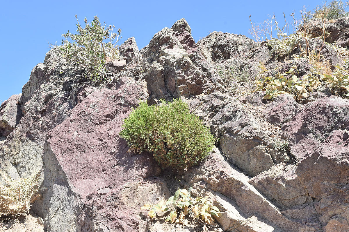 Изображение особи Juniperus seravschanica.