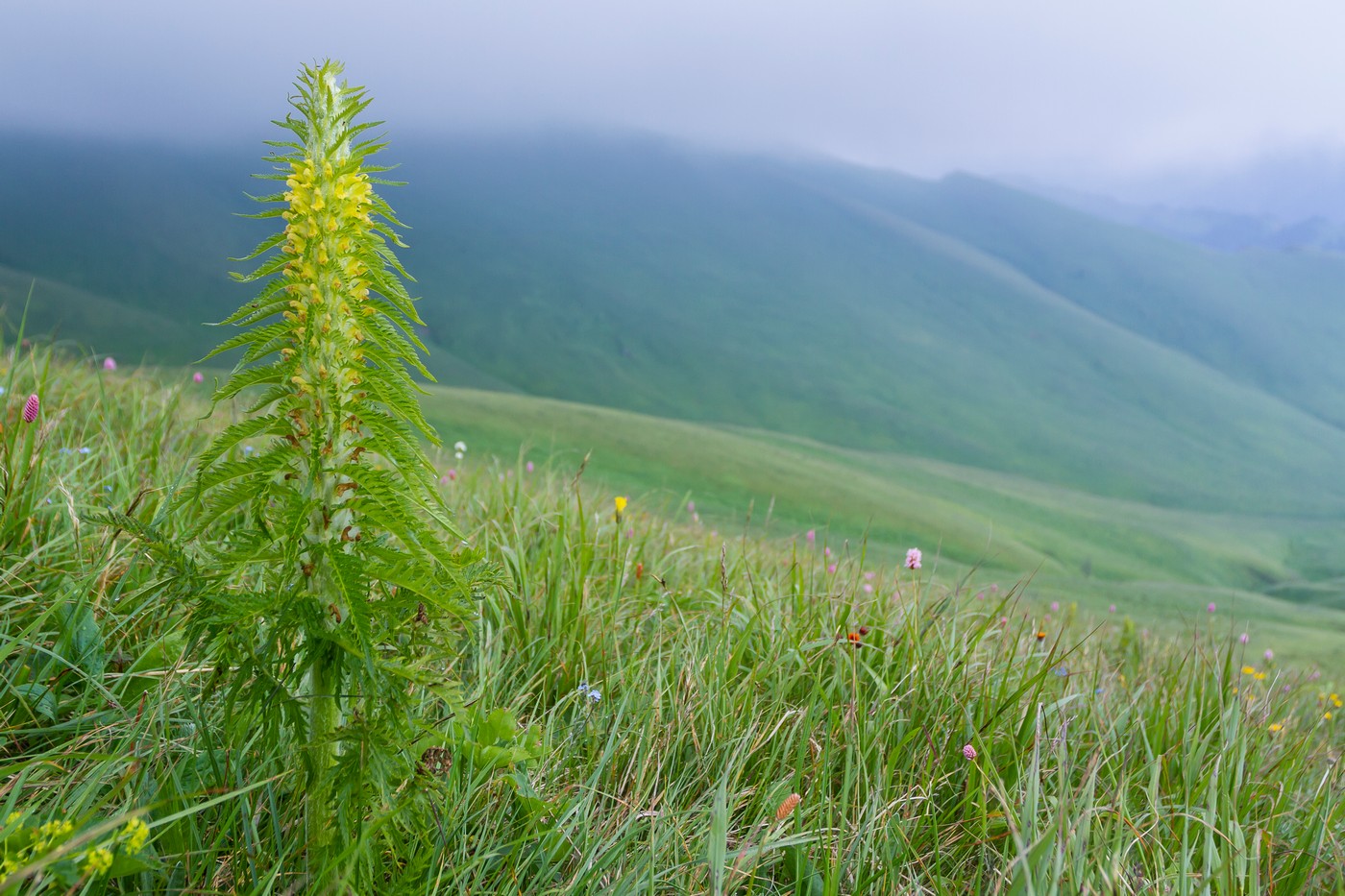 Image of Pedicularis condensata specimen.