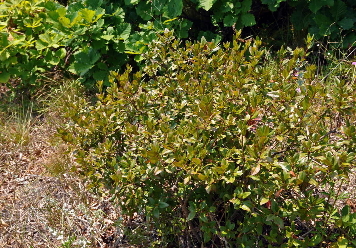 Image of Rhododendron dauricum specimen.