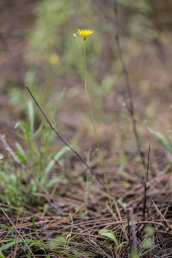 Image of Lagoseris sancta specimen.