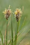 Carex stenophylla