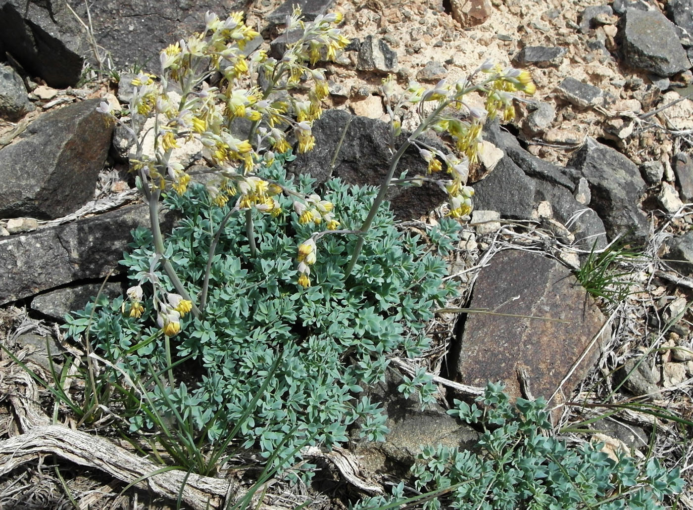 Image of Thalictrum isopyroides specimen.