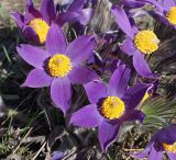 Pulsatilla patens