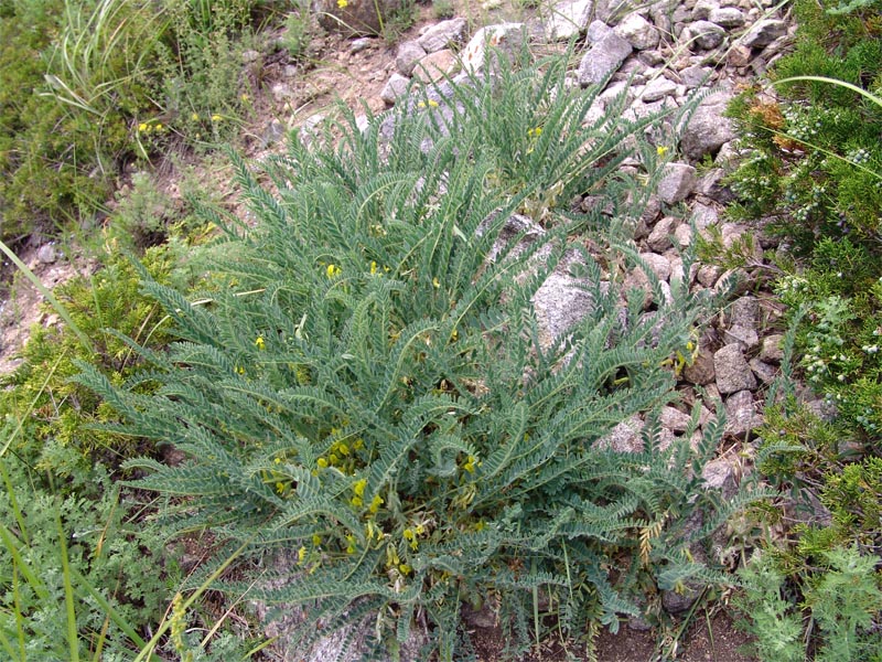 Image of Astragalus polyphyllus specimen.