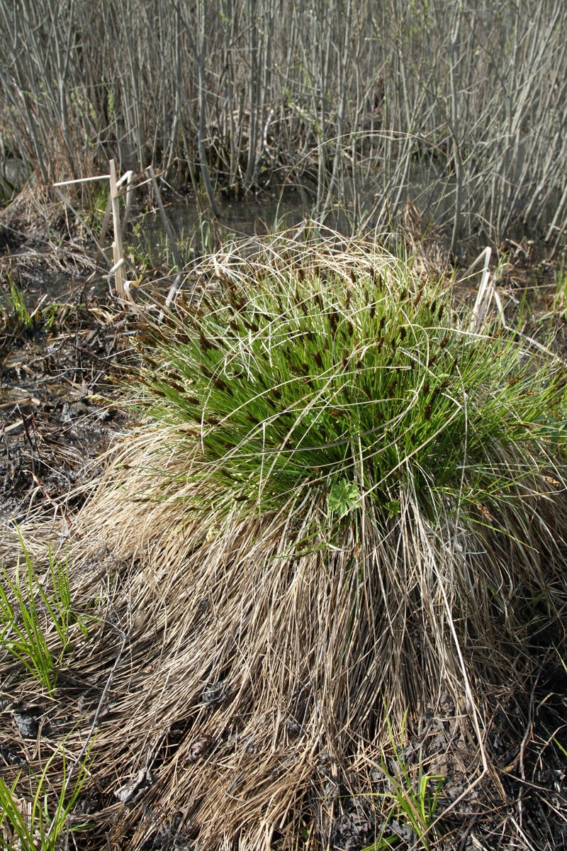 Image of Carex appropinquata specimen.