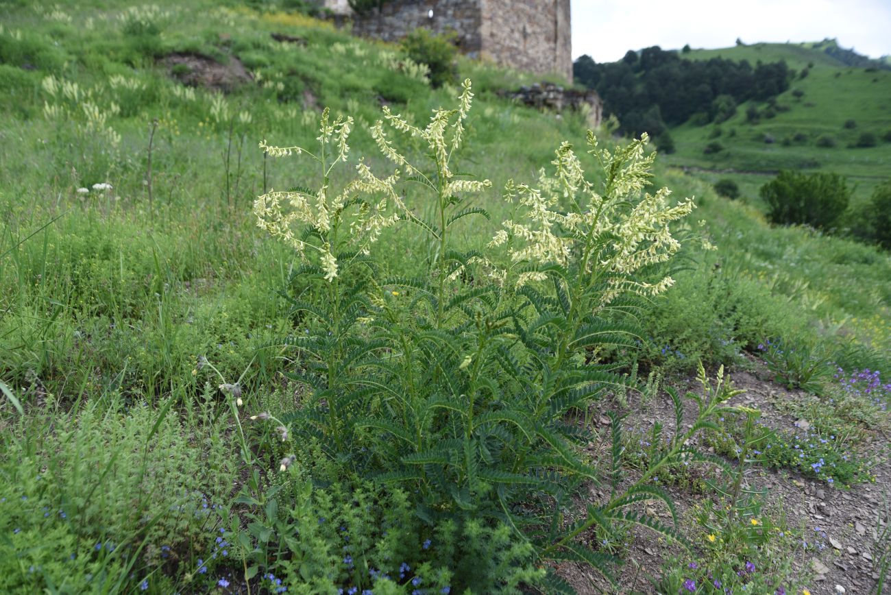 Изображение особи Astragalus galegiformis.