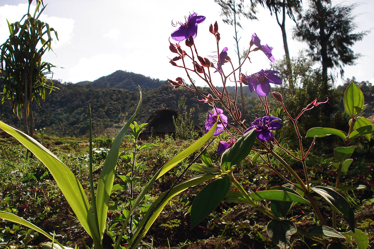 Изображение особи семейство Melastomataceae.