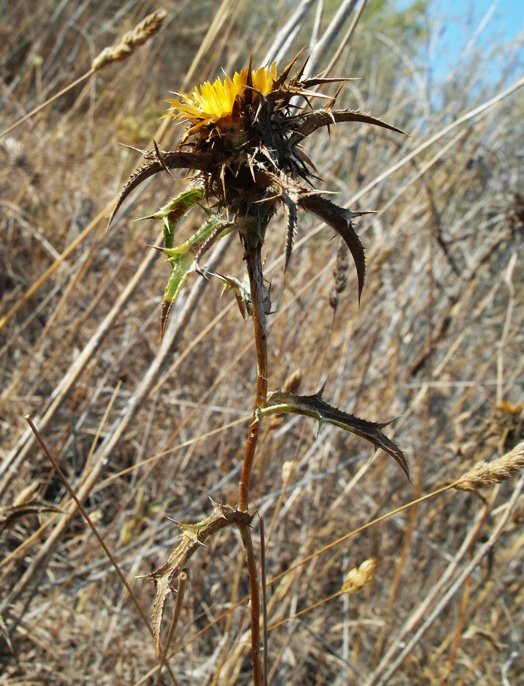 Изображение особи Carlina corymbosa.