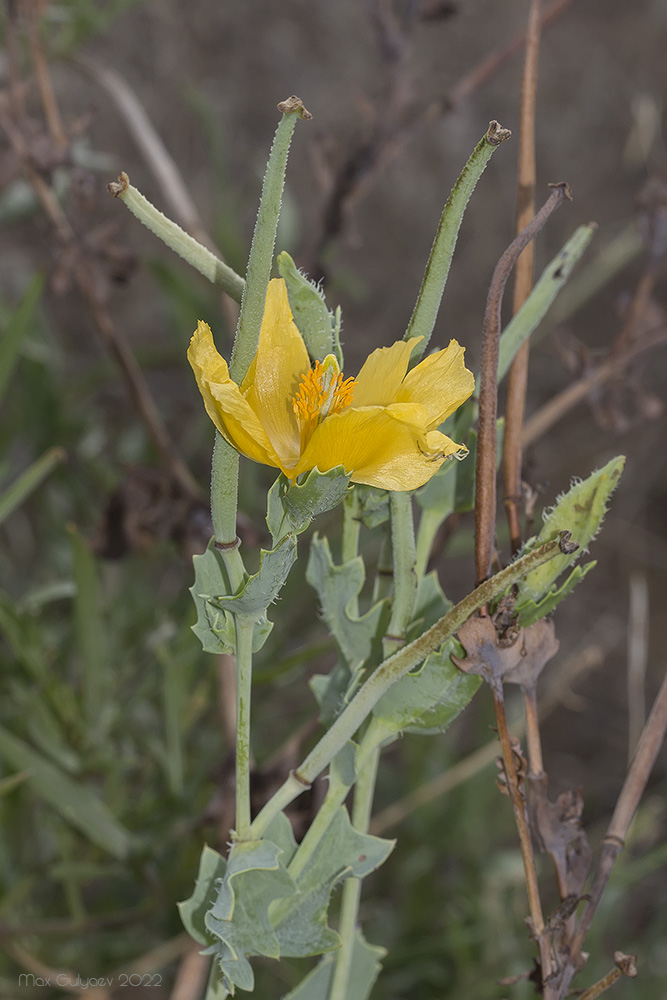 Image of Glaucium flavum specimen.