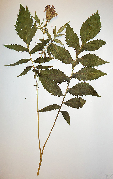 Image of Serratula coronata specimen.