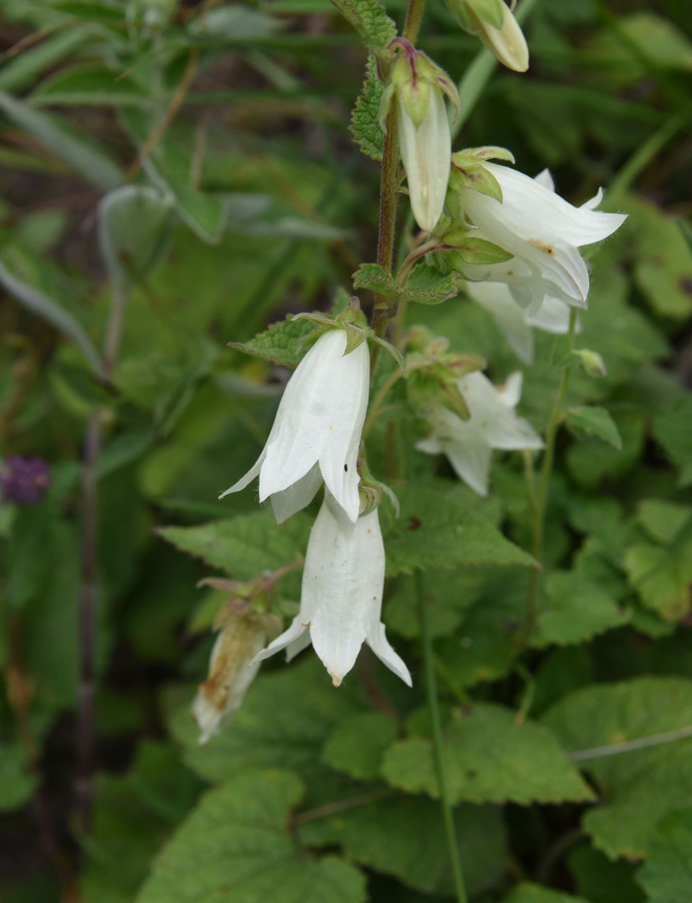 Изображение особи Campanula alliariifolia.