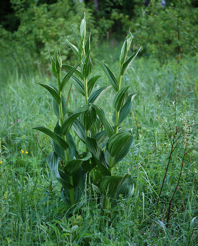 Image of Veratrum lobelianum specimen.