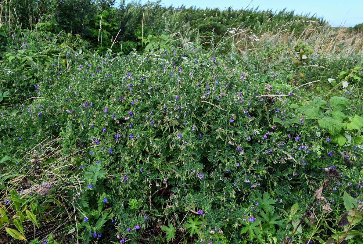 Image of Vicia japonica specimen.