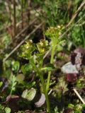 Chrysosplenium tetrandrum