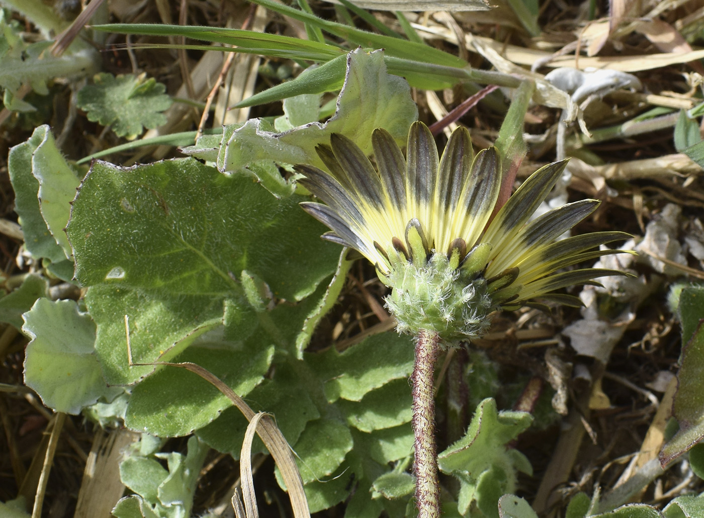 Image of Arctotheca calendula specimen.