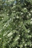 Pyrus salicifolia. Нижняя часть кроны цветущего дерева. Санкт-Петербург, Фрунзенский р-н, парк \"Яблоневый сад\", в культуре. 14.05.2023.