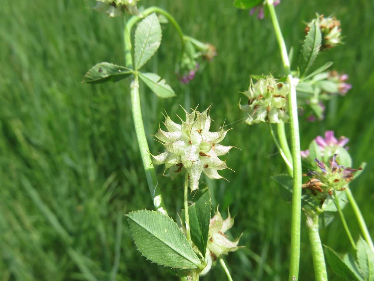 Изображение особи Trifolium resupinatum.