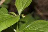 Scrophularia nodosa