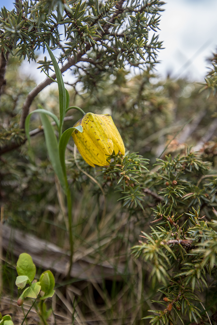 Изображение особи Fritillaria ophioglossifolia.