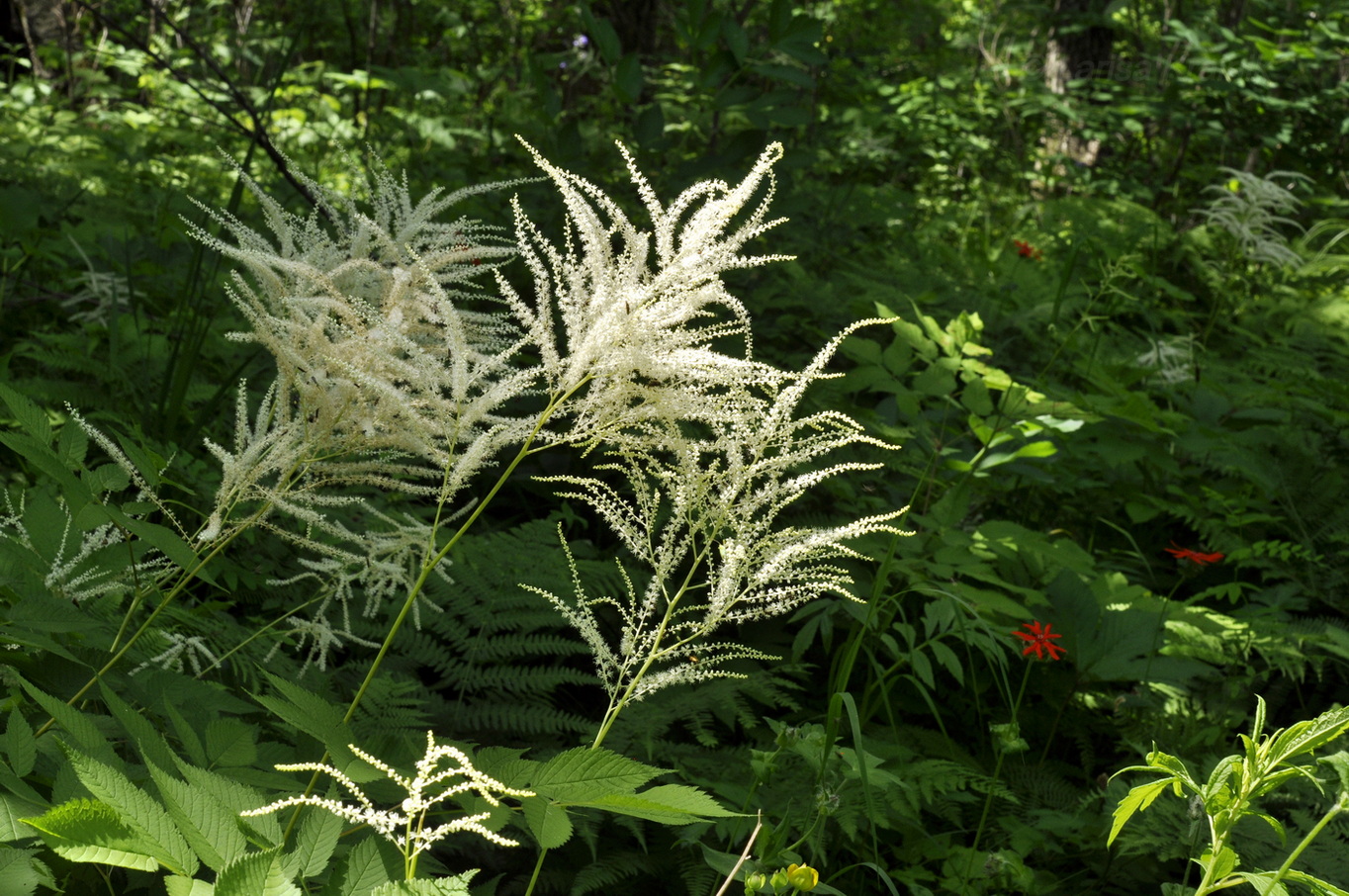 Изображение особи Aruncus dioicus.