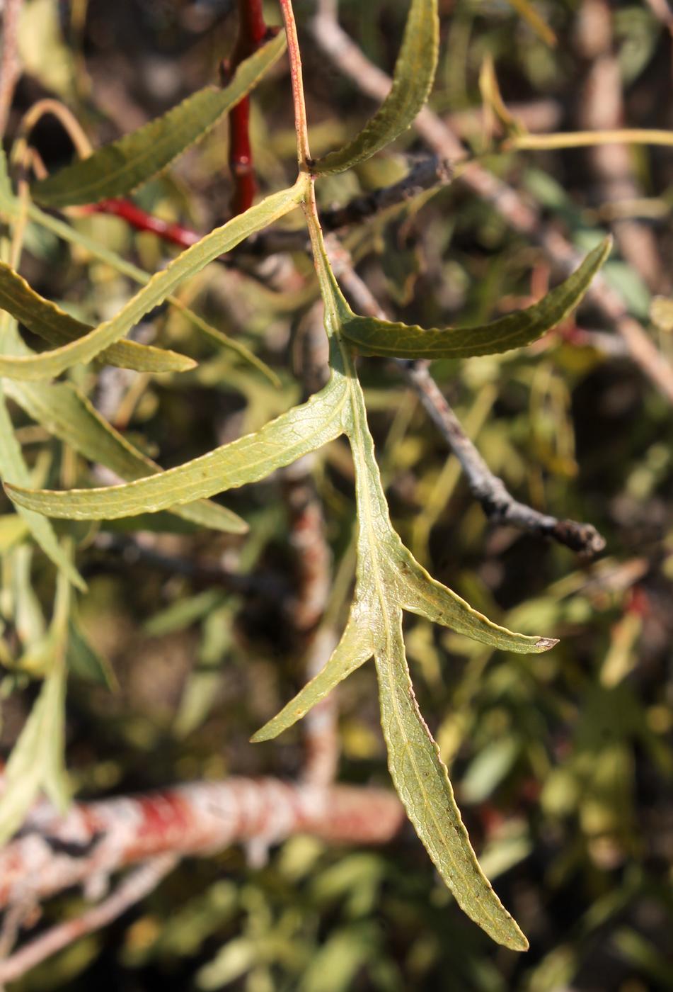 Image of Pyrus regelii specimen.