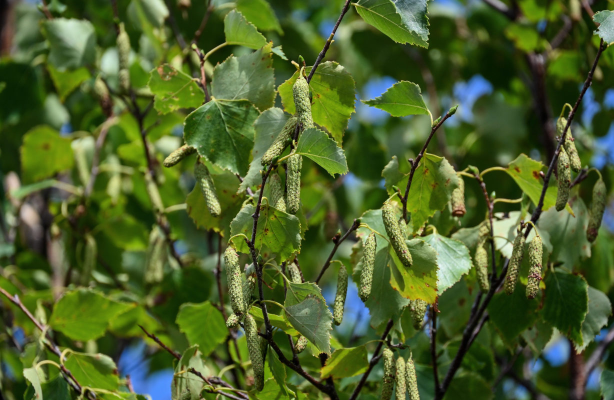 Image of Betula platyphylla specimen.