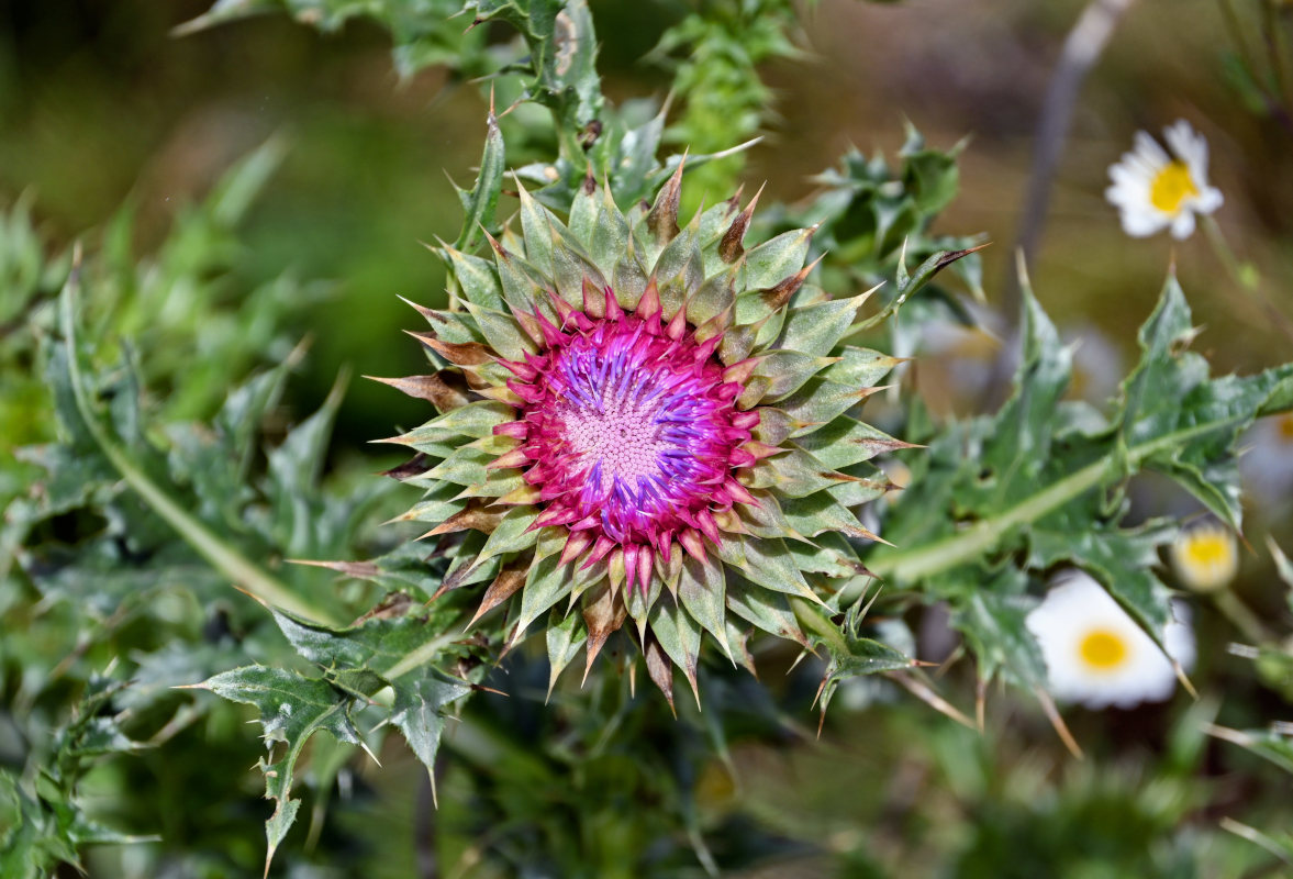 Image of Carduus thoermeri specimen.