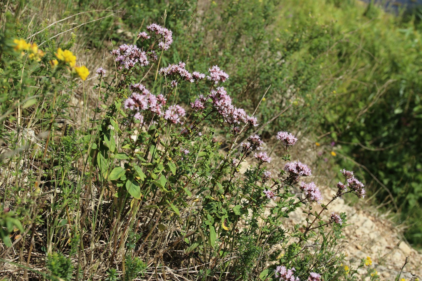 Изображение особи Origanum vulgare.