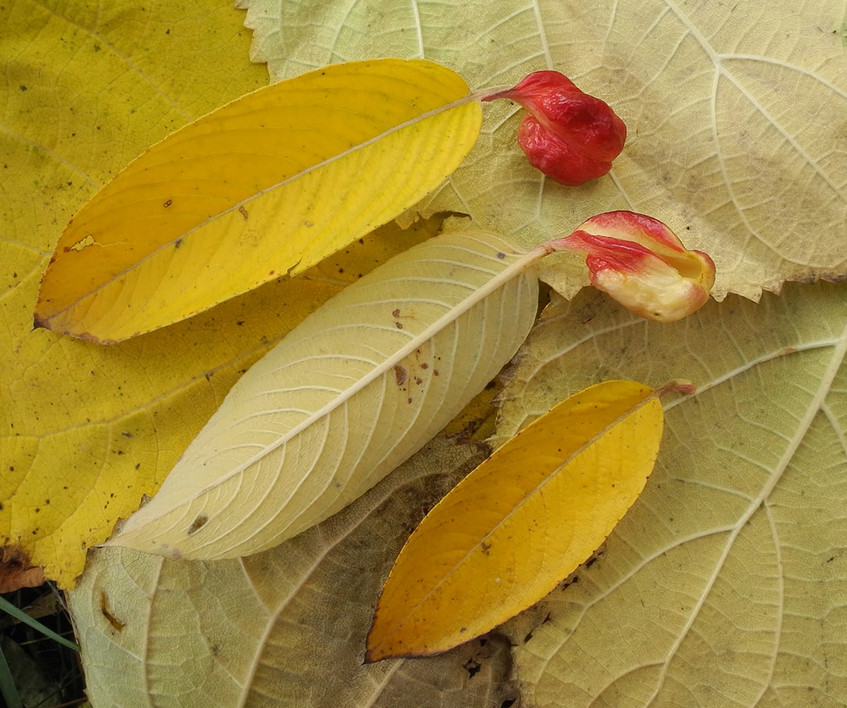 Image of Salix gracilistyla specimen.