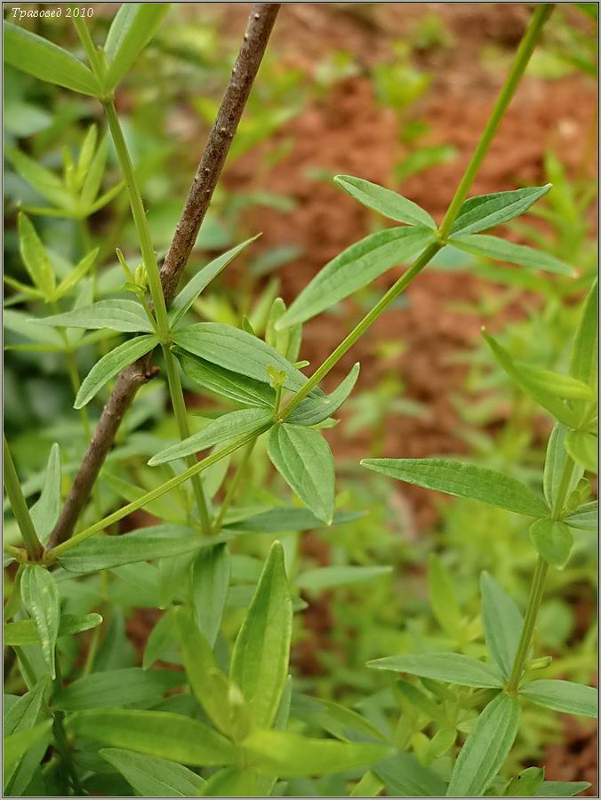 Изображение особи Galium boreale.