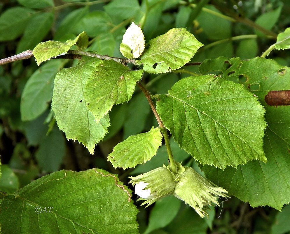 Изображение особи Corylus avellana.