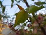 View full-size image Cerasus sachalinensis