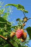 Смотреть изображение Rubus idaeus