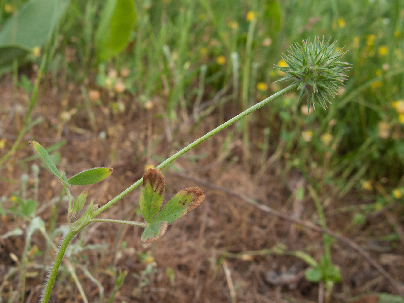 Изображение особи Trifolium leucanthum.