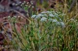 Astrodaucus orientalis. Верхушка цветущего растения. Армения, обл. Гегаркуник, берег оз. Севан, окр. монастыря Севанаванк, ≈ 1900 м н.у.м., каменистый участок лугового склона. 23.06.2022.