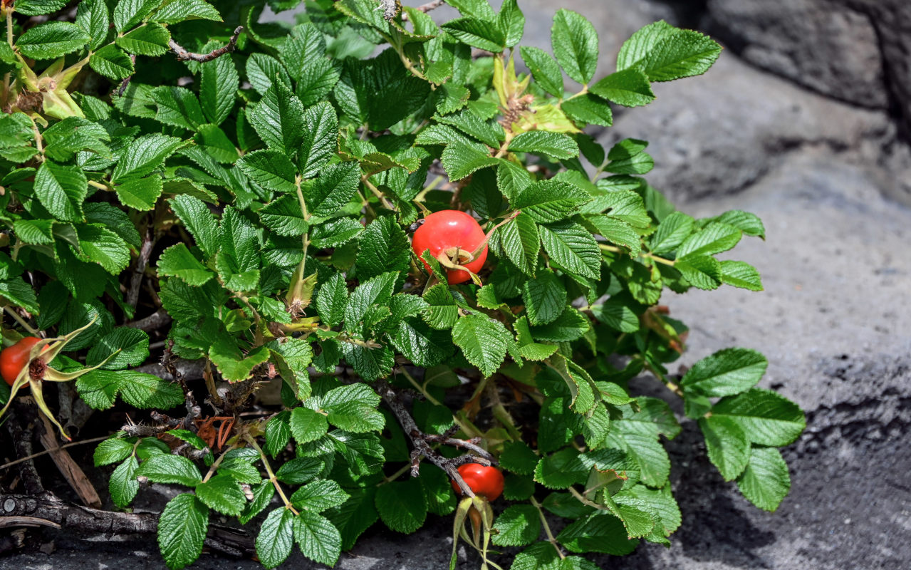 Изображение особи Rosa rugosa.