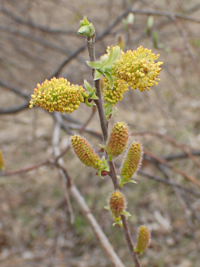 Image of Salix bebbiana specimen.