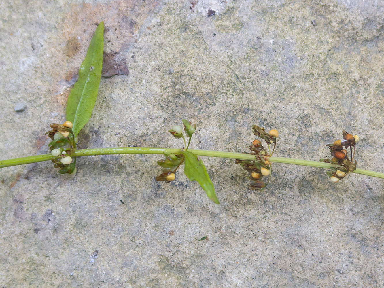 Image of Rumex conglomeratus specimen.