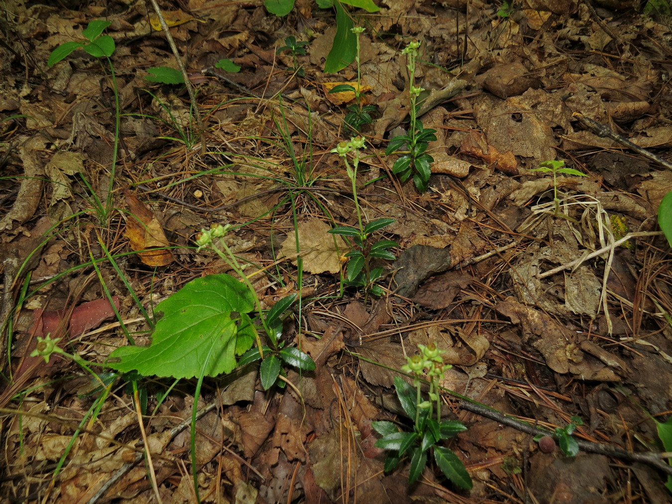 Image of Chimaphila japonica specimen.