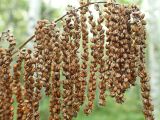 Aruncus dioicus