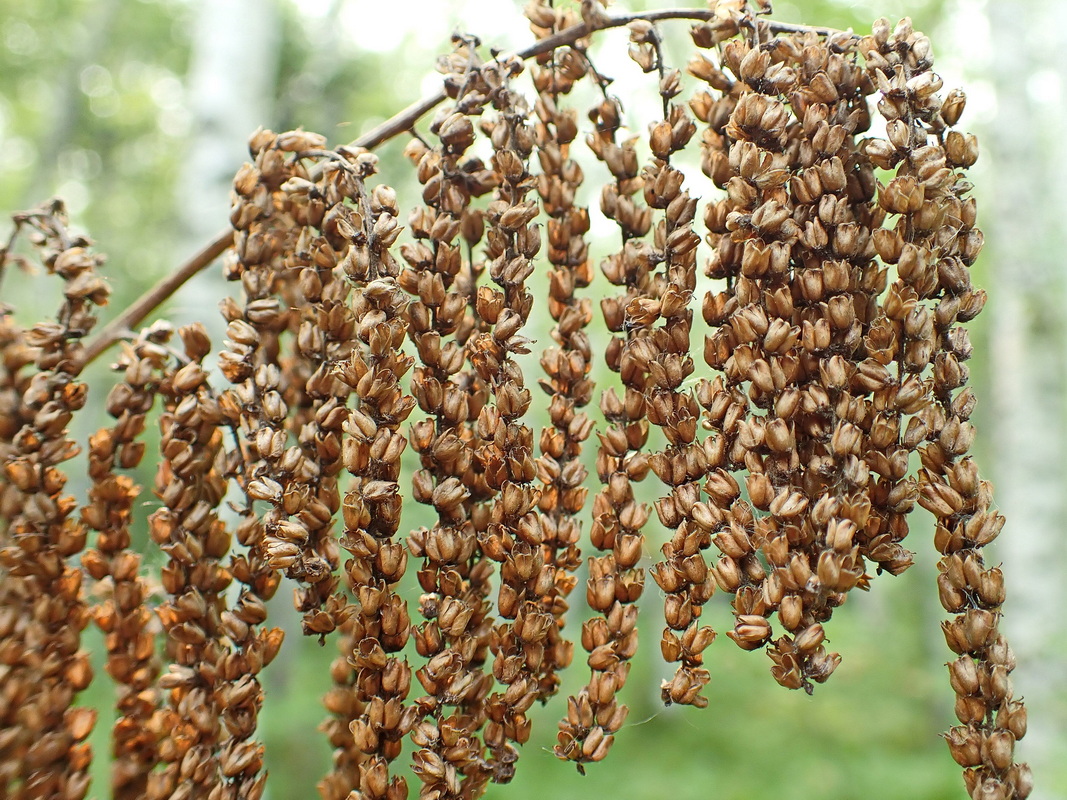 Image of Aruncus dioicus specimen.