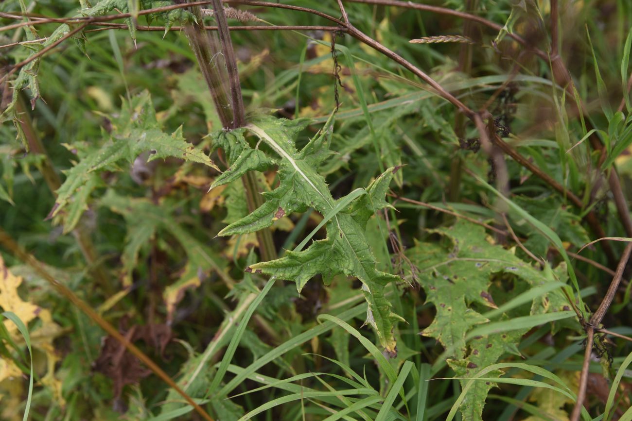 Изображение особи Echinops sphaerocephalus.