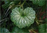 Glechoma hederacea. Лист. Московская обл., Раменский р-н, окр. дер. Хрипань, садовый участок. 30.07.2024.