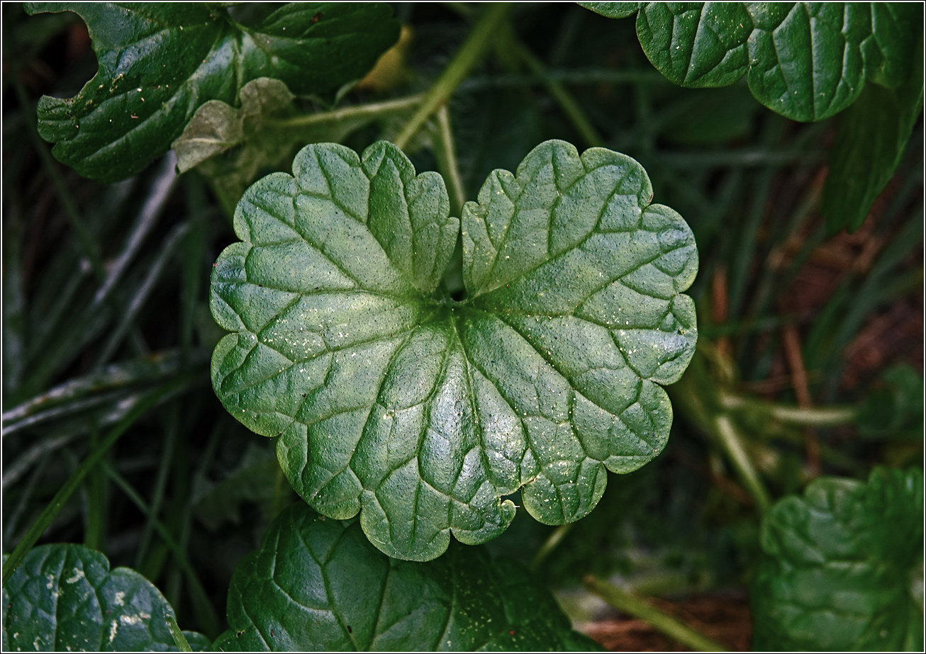 Изображение особи Glechoma hederacea.