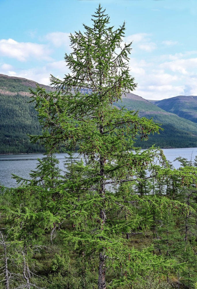 Изображение особи Larix sibirica.